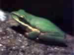 treefrog